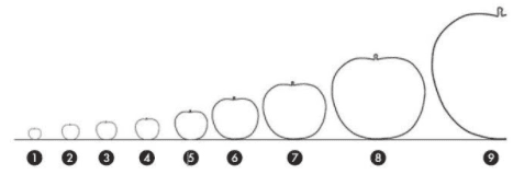 Apple Sculpture by Selma Calheira - 3